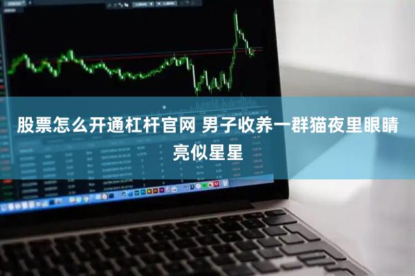 股票怎么开通杠杆官网 男子收养一群猫夜里眼睛亮似星星
